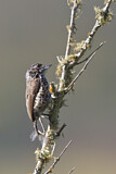 Image. Ocellated Piculet
