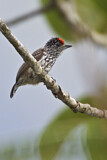 Image. Ocellated Piculet