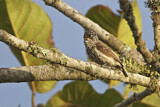 Image. Ocellated Piculet