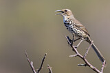 Image. Ocellated Thrasher