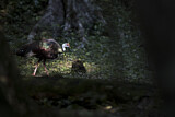 Image. Ocellated Turkey