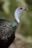 Image. Ocellated Turkey