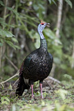 Image. Ocellated Turkey