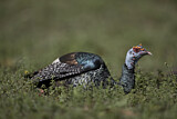 Image. Ocellated Turkey