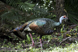 Image. Ocellated Turkey