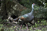 Image. Ocellated Turkey
