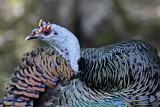 Image. Ocellated Turkey