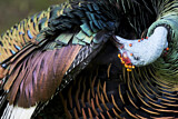 Image. Ocellated Turkey