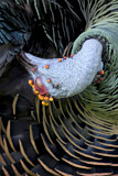 Image. Ocellated Turkey