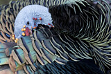 Image. Ocellated Turkey