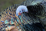 Image. Ocellated Turkey