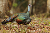 Image. Ocellated Turkey