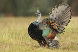 Image. Ocellated Turkey