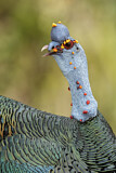 Image. Ocellated Turkey