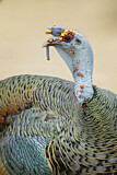 Image. Ocellated Turkey