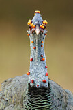 Image. Ocellated Turkey