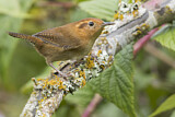Image. Ochraceous Wren