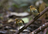 Image. Ochre-breasted Antpitta