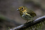 Image. Ochre-breasted Antpitta