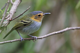 Image. Ochre-faced Tody-Flycatcher