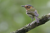 Image. Ochre-faced Tody-Flycatcher