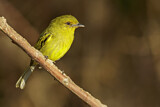 Image. Ochre-lored Flatbill