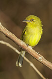 Image. Ochre-lored Flatbill