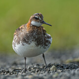 Image. Odinshühnchen