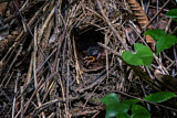 Image. Ohrenpitta