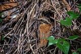 Image. Ohrenpitta