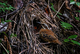 Image. Ohrenpitta