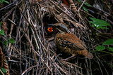 Image. Ohrenpitta