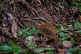 Image. Ohrenpitta