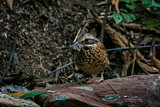 Image. Ohrenpitta