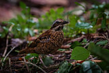 Image. Ohrenpitta