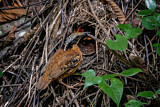 Image. Ohrenpitta