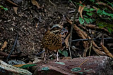 Image. Ohrenpitta
