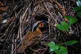 Image. Ohrenpitta