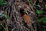 Image. Ohrenpitta