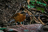 Image. Ohrenpitta