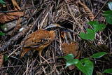 Image. Ohrenpitta