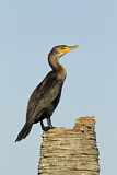 Image. Ohrenscharbe