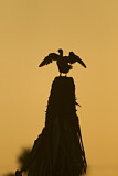 Image. Ohrenscharbe