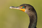 Image. Ohrenscharbe
