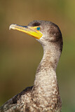 Image. Ohrenscharbe
