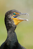 Image. Ohrenscharbe