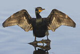 Image. Ohrenscharbe