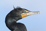 Image. Ohrenscharbe