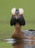 Image. Ohrentaucher