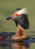 Image. Ohrentaucher